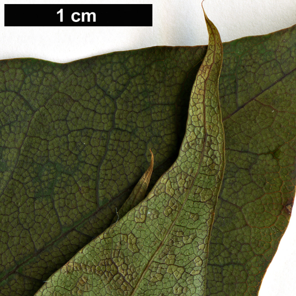 High resolution image: Family: Sapindaceae - Genus: Acer - Taxon: pictum - SpeciesSub: subsp. mono High resolution image: Family: Sapindaceae - Genus: Acer - Taxon: pictum - SpeciesSub: subsp. mono